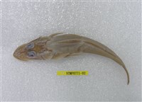 藏品(印度牛尾魚)的圖片